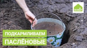 Подкормка паслёновых! Удобряем плодовые при помощи ведра. Советы Ольги Платоновой