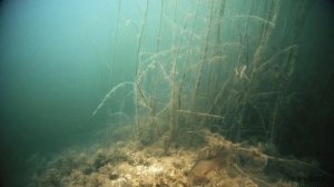 КАРАСЬ на ЧЕСНОК и ГРЕЧКУ! Реакция рыбы. Подводная съемка