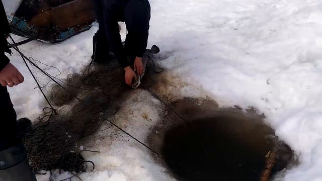 Проверка ставных сетей смотреть онлайн