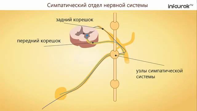 Строение вегетативной нервной системы