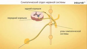 Строение вегетативной нервной системы