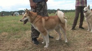 XIII Всероссийская выставка охотничьих собак. Суки ЗСЛ ст.группа