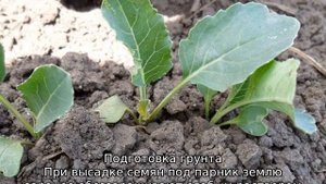 Когда высаживать капусту в грунт в Сибири