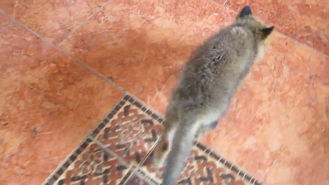 Лис Альф. Первые дни в доме, а уже лиса ругается смотреть онлайн