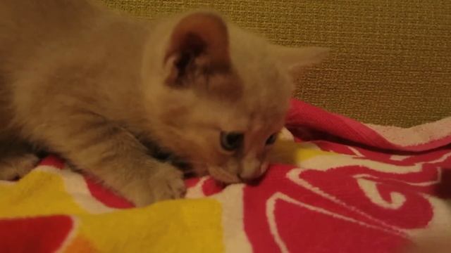 Котенок злой и жадный из-за креветки смотреть онлайн