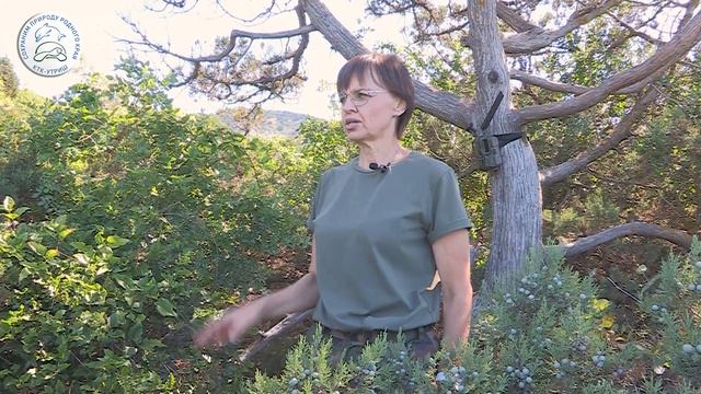 Дикие животные заповедника Утриш в объективе фотоловушки / КТК - Утриш смотреть онлайн