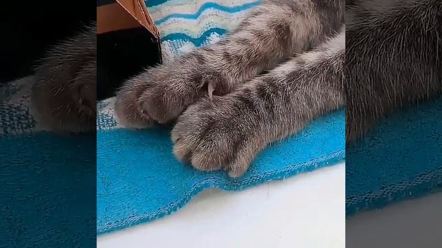 Кошачьи лапки?? смотреть онлайн