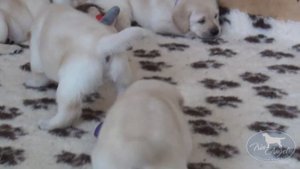 Щенки лабрадора 1 месяц. Играют в вольере. Обычный день.