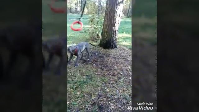 Жастин пит прайт