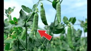 Как вырастить горох крупным и сладким? Секреты выращивания гороха!