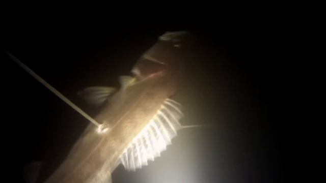 Подводная охота р.Кама ноябрь 2014 г на судака и щуку смотреть онлайн