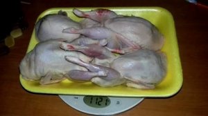 Перепела мясная порода.Феникс золотистый.+37379046524