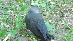Птицы галки на дереве. Я в видео. Птенец птица галка