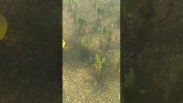 Растения для посадки в пруду своими руками