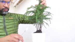 Norfolk Island Pine, Araucaria heterophylla, Late Winter Pruning, March2022