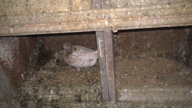 В гостях у голубевода Александра Часть 2 смотреть онлайн