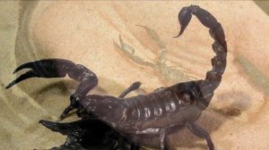 Разведение Императорского Скорпиона в домашних условиях как бизнес идея