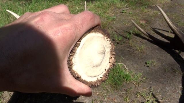 Podsumowanie sezonu zrzutów jeleni 2020. Wszystkie poroża z tego roku смотреть онлайн