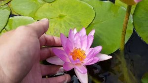 нимфея Siam Purple 2 (nymphaea siam purple 2), нимфея Фиолетовый Сиам 2