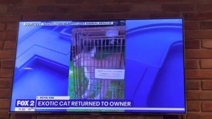 Caracal in Royal Oak trapped - Ryan Ermanni on Fox 2 Detroit