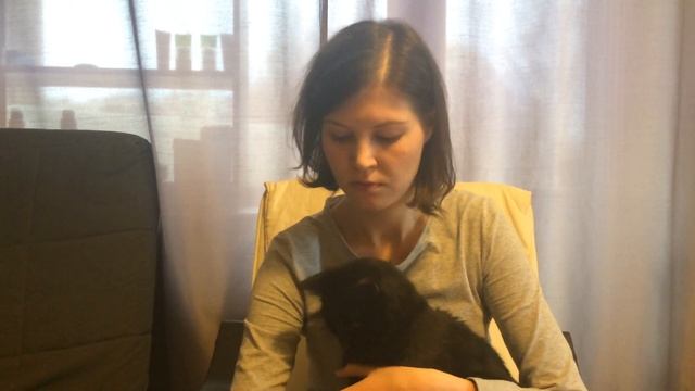 Ликвидатор запаха кошачьего туалета EDS CATS смотреть онлайн