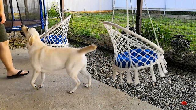 Толкаю качели на свою собаку - её реакция смотреть онлайн