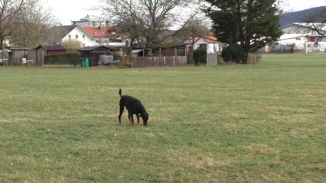 Doberman pinscher wandering and enjoying in open grassland смотреть онлайн