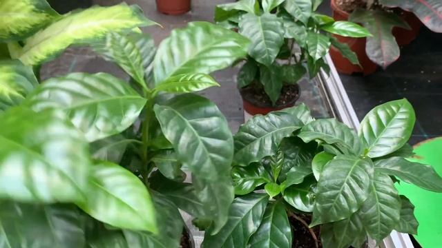 ОБИ❗️Цветочный тролль. Глаза разбегаются ? Алоэ для Орхидей. Кофе желаете? ☕️? смотреть онлайн