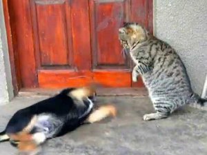 Кот и пёс играют. Игры животных. Домашние животные. (Юмор)