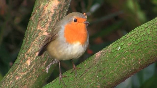 Video for cats. Funny birds. смотреть онлайн