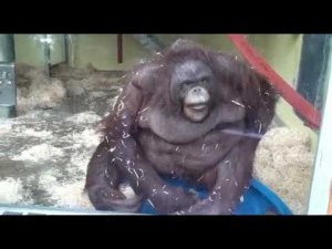 Обезьяна эпично падает