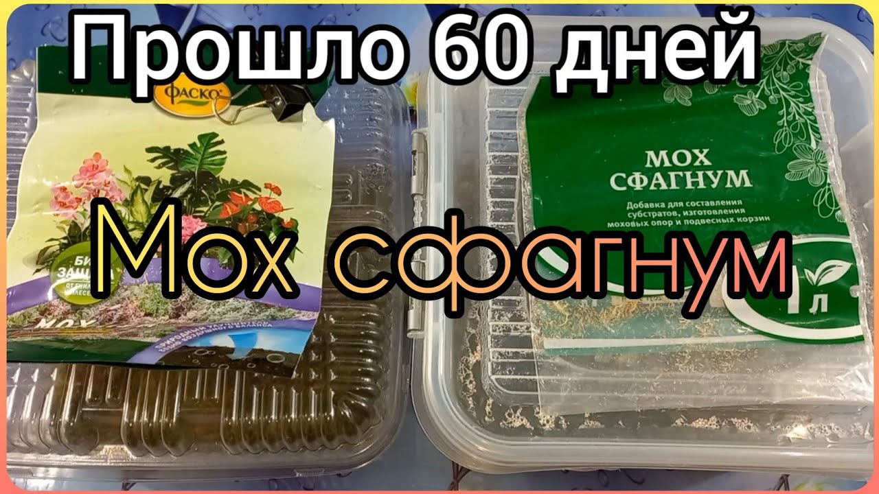 Вырастить МОХ СФАГНУМ?Фаско и Биотехнологии из Леруа?Условия содержания?Результат за ДВА месяца