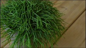 Амели - Rhipsalis Cassutha / Рипсалис Кассута