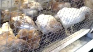 Цыплята. Купили несушек и бройлеров. Чем кормим, как содержим.