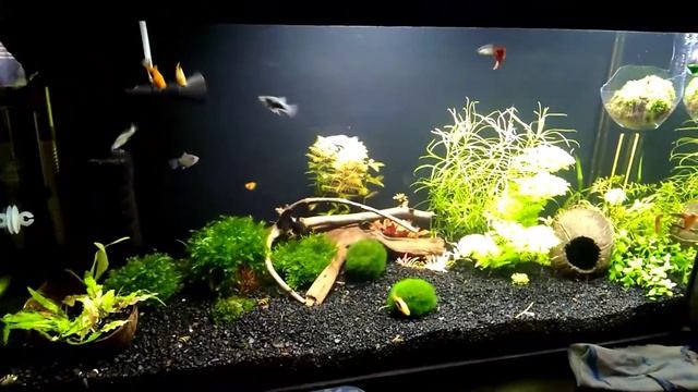 Уборка в аквариуме 80л смотреть онлайн