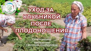 Уход за клубникой после сбора урожая. Клубника, земляника после плодоношения.