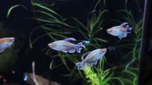 Congo tetra community tank