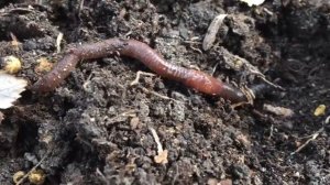 Дождевые  черви. Спасаем дождевого червяка. Saving a worm .