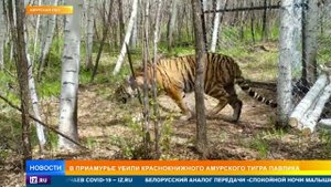 В Приамурье убили краснокнижного амурского тигра Павлика