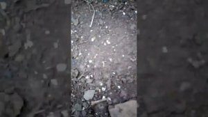 Что за болезнь у пчел а вдруг это варроатоз. 20.07.2023 год.