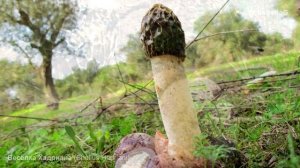 Весёлка Хадриана (Phallus Hadriani)