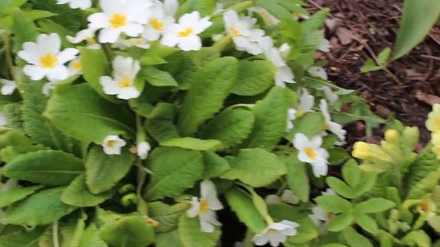 Примула и первоцвет весенний. Очень долгое и пышное цветение