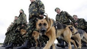 Животные на службе у человека.