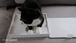 My Cat Reacts to Laptop Unboxing |Apple MacBook Air with M2 Chip Silver| I guess it's his laptop no