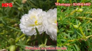 Table rose - Portulaca - Pathumani - Online sale  -80 colors Available - Whatsapp : 8248414402