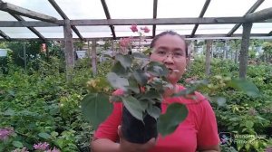 MGA DAHILAN BAKIT NAMUMULAKLAK ANG BOUGAINVILLEA KAHIT MALILIIT PA