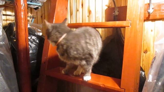 Кот Татаки на крутой лестнице смотреть онлайн