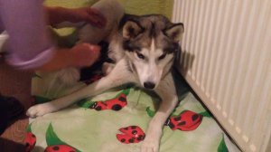 Роды Хаски!