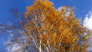 Осенняя рыбалка в Бурятии. Один день с опытным рыбаком.mp4