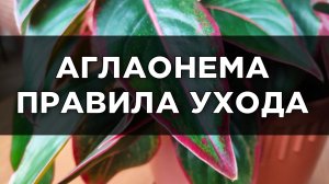 Аглаонема: уход в домашних условиях